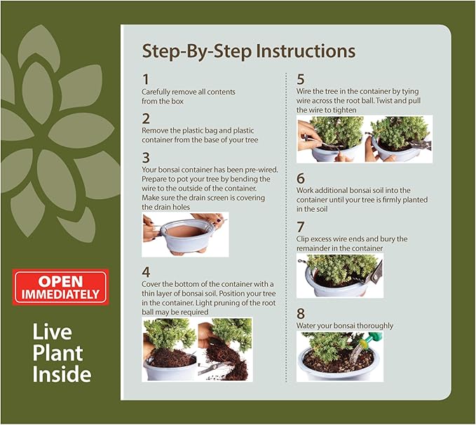 Brussel's Bonsai - Live Gardenia Bonsai Tree, Outdoor Bonsai Plant in Grower Pot, 4 Years Old, 6-8 Inches Tall, Easy Care Flowering Plant for Patio or Garden (Small)