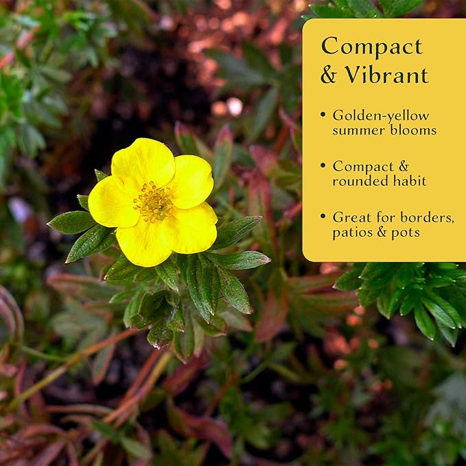 4 Goldfinger Potentilla – Compact Flowering Shrub with Golden Blooms for Borders, Accents & Containers (Potentilla fruticosa ‘Goldfinger’) in 3.5” Cubes, Live Plants