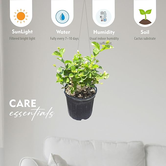 Live Jade Sambac Plant in 6" Pot - Rare Fragrant Jasmine Variety, Easy Care Tropical Houseplant for Home Decor, Gardens, and Unique Gifts (Heat Pack Included)