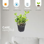 Live Jade Sambac Plant in 6" Pot - Rare Fragrant Jasmine Variety, Easy Care Tropical Houseplant for Home Decor, Gardens, and Unique Gifts (Heat Pack Included)