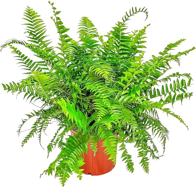 Macho Fern - Sword Fern Plant - Overall Height 28" to 34" - Tropical Plants of Florida (Plant Only)