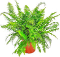 Macho Fern - Sword Fern Plant - Overall Height 28" to 34" - Tropical Plants of Florida (Plant Only)