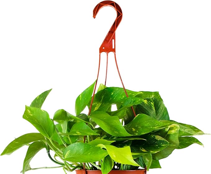 Shop Succulents Pothos Hanging Plant, Live Indoor Plant, Easy Care Hanging Ivy Houseplant in Nursery Pot, Air Purifying Plant in Soil, Housewarming, Home Décor, Trails 2-4 Feet
