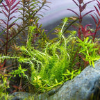 SubstrateSource Live Aquarium Stem Plants - Freshwater Aquatic Plant for Fish Tanks, Aquascaping - (Mayaca Fluviatilis, 4 Bunches)