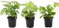 Essential Houseplant Collection (3PK), Easy Plant Varieties, Air Purifying Pack with Real Pothos, Peperomia, & More Popular Live Houseplants for Home or Office by Plants for Pets