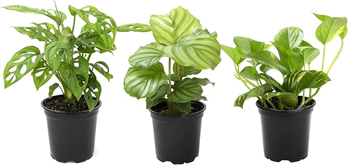 Essential Houseplant Collection (3PK), Easy Plant Varieties, Air Purifying Pack with Real Pothos, Peperomia, & More Popular Live Houseplants for Home or Office by Plants for Pets