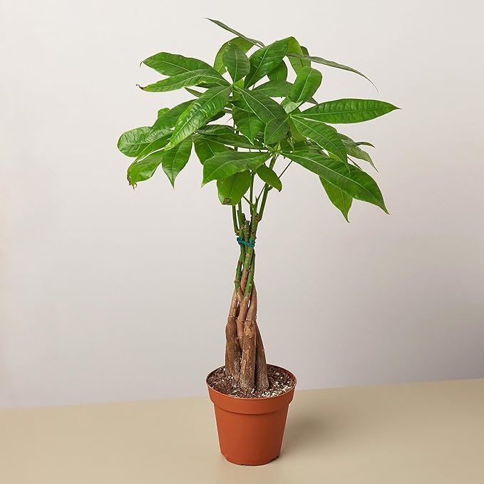 Money Tree 'Guiana Chestnut' Pachira Braid | Live Plant for Indoor & Outdoor | for Living Room, Office, Bathroom | (4" Pot)