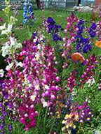 Snapdragons Fairy Bouquet, Linaria Maroccana Seeds, (200+) Beautiful Mix of Bright Colorful Blooms