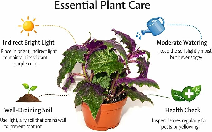 Gynura aurantiaca - Purple Passion Plant – Live Indoor Houseplant – 2 Inch Pot – Vibrant Purple Foliage
