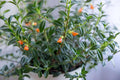 9EzTropical - Goldfish Plant(Nematanthus Hybrid) - 1 Plants - 8" to 1 Feet Long - Ship in 6" Pot