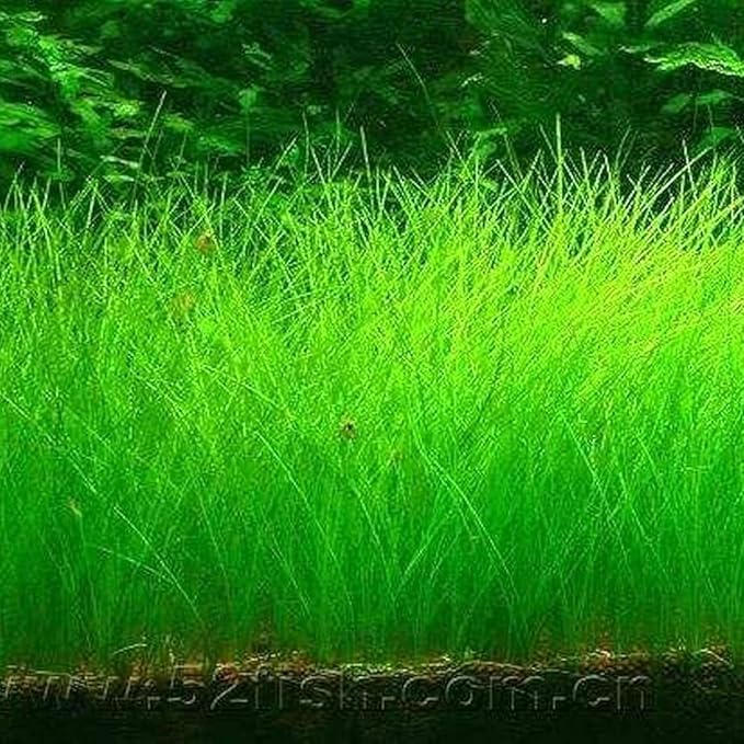Freshwater Aquarium Decor, Easy Growing Dwarf Carpet for Fish Tank/Terrarium, Natural Aquatic Plant Growth Material – 1 Pack (Short Hair)