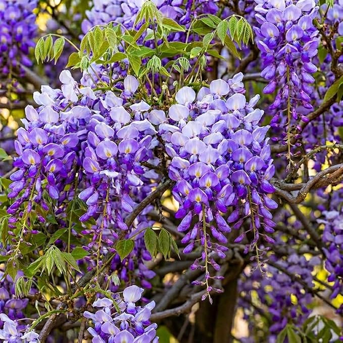3 Wisteria Live Plants 1–2 Ft Tall – Flowering Wisteria Vine (Wisteria Floribunda) – Fast Growing Climbing Plant for Garden, Trellis, Pergola & Bonsai Training (3 Plants)
