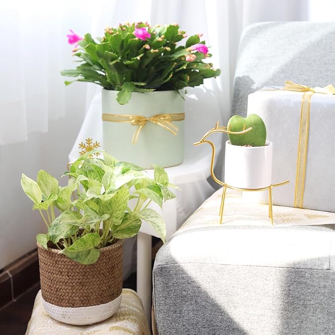 Pothos 'Marble Queen' (6 inch) - Air-Purifying Houseplants - 4/6 inch Unique Live Decorative Houseplants - Low-Maintenance Indoor Plants, House Warming Gift, Natural Air Purifier