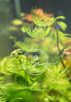 Swimming Creatures™ Live Aquarium Plants (2 Large Bunch Hornwort)