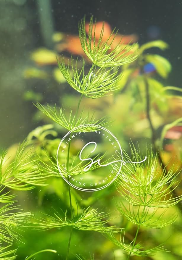 Swimming Creatures™ Live Aquarium Plants (2 Large Bunch Hornwort)