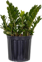 ZZ Black Plant Live in 10-inch Plant Pot, Easy Care Low Light Indoor House Plant for Home and Office Decor by United Nursery