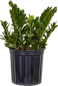 United Nursery ZZ Plant Live 22–27 inches Tall in 10 inch Plant Pot, Large Indoor House Plant, Low Light Drought Tolerant Floor Plant for Home and Office