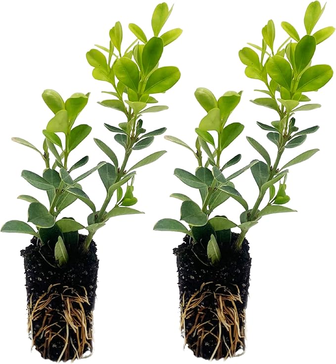 ragnaroc Japanese Boxwood 2-4" (Buxus microphylla VAR. Japonica) 2ct - Live Plant for Indoor Outdoor Use, Garden & Landscaping - Live Arrival Guaranteed