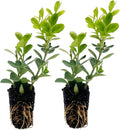 ragnaroc Japanese Boxwood 2-4" (Buxus microphylla VAR. Japonica) 2ct - Live Plant for Indoor Outdoor Use, Garden & Landscaping - Live Arrival Guaranteed