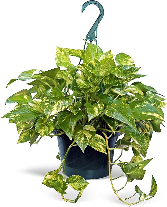 Live Golden Pothos, Devil’s Ivy Plant, Indoor Potted Plant, Mom Birthday Gift Plant, Hanging Plant, Housewarming Gift, Gardener Gift, Houseplant in 8" Hanging Basket