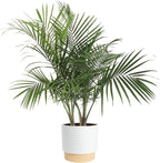 Costa Farms Majesty Palm Live Plant in Decorative Pot, Indoor Houseplant, Perfect for Home, Room, or Office Decor, Great House Warming or Birthday Gift, 3-4 Feet Tall