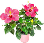 Tropical Plants of Florida - Pink Hibiscus Bush Dwarf - Tropical Flowering Plant Large - 12" to 16" Overall Height - 1 Gallon Planter (Plant Only)