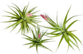 Air Plants - Flowering Tillandsia Aeranthos, Large 3-5" - 3ct - Live Arrival Guaranteed - House Plants for Home Decor & Gift