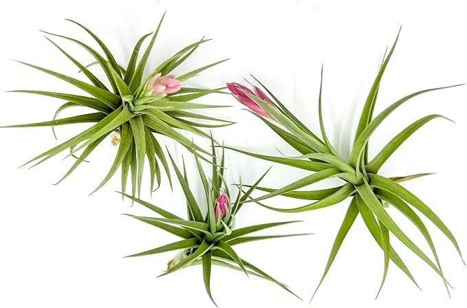 Air Plants - Flowering Tillandsia Aeranthos, Large 3-5" - 3ct - Live Arrival Guaranteed - House Plants for Home Decor & Gift