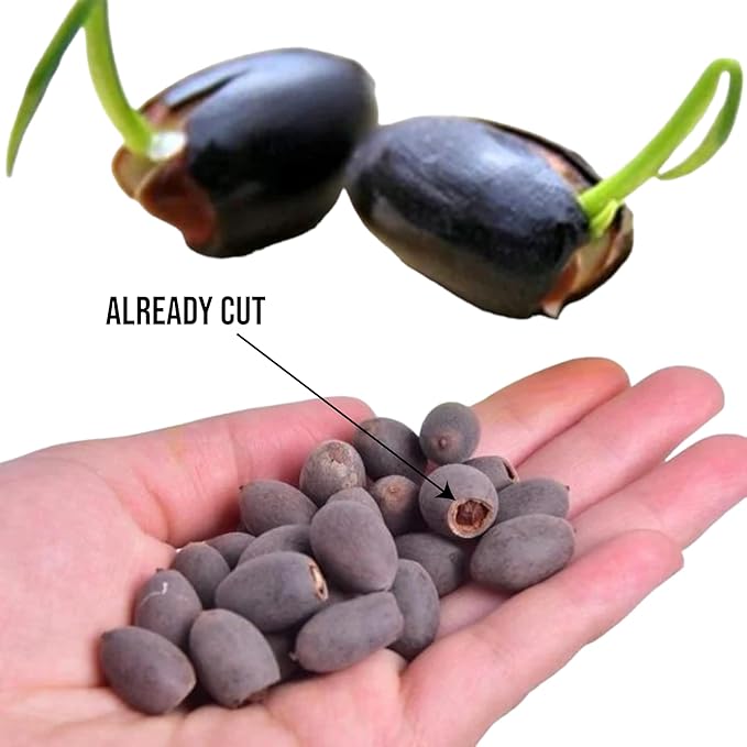 20pcs Bowl Lotus Seeds for Planting - Bonsai Lotus Seeds, Water Lily Flower, Aquatic Plants, Ideal for Ponds, Non-GMO Home Garden Plant Seeds, Flowering Aquatic Bonsai