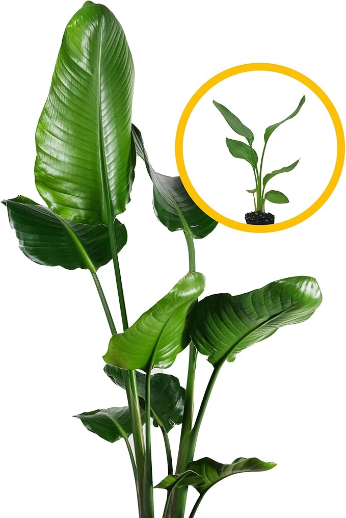 Live White Birds of Paradise Plant - 'White Birds of Paradise' Strelitzia nicolai - ragnaroc Tropical Plant 6-10” Tall - 2ct - Live Arrival Guaranteed - House Plants for Home Decor & Gift