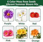 24000+ Moss Rose Seeds for Planting, Portulaca Seeds for Ground Cover, Drought Tolerant Annual Flowers for Gardens, Borders, Containers & Landscaping