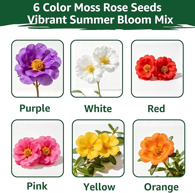 24000+ Moss Rose Seeds for Planting, Portulaca Seeds for Ground Cover, Drought Tolerant Annual Flowers for Gardens, Borders, Containers & Landscaping