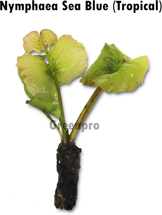 Live Aquatic Plant Nymphaea Sea Blue Ocean Tropical Water Lilies Tuber for Aquarium Freshwater Fish Pond by Greenpro