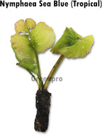Live Aquatic Plant Nymphaea Sea Blue Ocean Tropical Water Lilies Tuber for Aquarium Freshwater Fish Pond by Greenpro