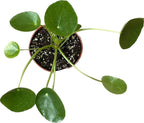 Chinese Money Plant Live - Pilea peperomioides Live Plant | Easy Care Indoor Houseplant | Air Purifying | 4-Inch & 6-inch Pot Available | California Seller (4" Pot, One Small Plant)