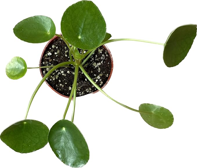 Chinese Money Plant Live - Pilea peperomioides Live Plant | Easy Care Indoor Houseplant | Air Purifying | 4-Inch & 6-inch Pot Available | California Seller (4" Pot, One Small Plant)