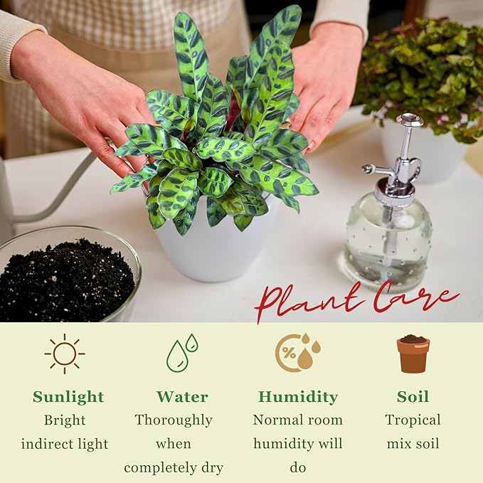 Rattlesnake Calathea Plant in 4" Pot - Live Rattlesnake Plant - Pet Safe Air Purifying Indoor Outdoor House Plants Flowers for Home Office Wedding Decor & Birthday Gift (Large)(Heat Pack Included)