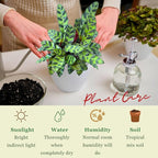 Rattlesnake Calathea Plant in 4" Pot - Live Rattlesnake Plant - Pet Safe Air Purifying Indoor Outdoor House Plants Flowers for Home Office Wedding Decor & Birthday Gift (Large)(Heat Pack Included)