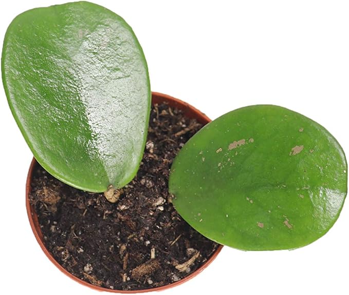 Hoya Obovata Splash-2'' from California Tropicals