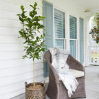 Brighter Blooms - Meyer Lemon Tree, 1-2 ft. - No Shipping to AK, AL, AZ, CA, FL, GA, HI, LA, MS, OR, TX