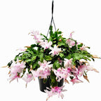 Thanksgiving Cactus, Pink White Seasonal Blooms, Live Indoor Plant, Flowering Houseplant, Christmas Cactus, 8-Inch Hanging Basket, Holiday Decor, Pet Safe, Free Heat Pack