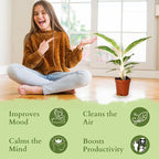 Aglaonema Night Sparkle Live Plant in 2" Pot Plants - Aglaonema Live Plant - Easy to Grow Air Purifying Indoor House Plants Flowers for Home Office Wedding Decor & Birthday Gift(Heat Pack Included)