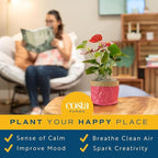 Costa Farms Live Bromeliad Indoor Plant, Red Guzmania Blooming Houseplant in Grow Pot, Tropical Tabletop Decor, Fresh From Farm, 12-Inches Tall