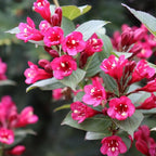 Proven Winners Sonic Bloom Punch Weigela (Florida) Live Plant, 4.5" Qt, 4 Pack
