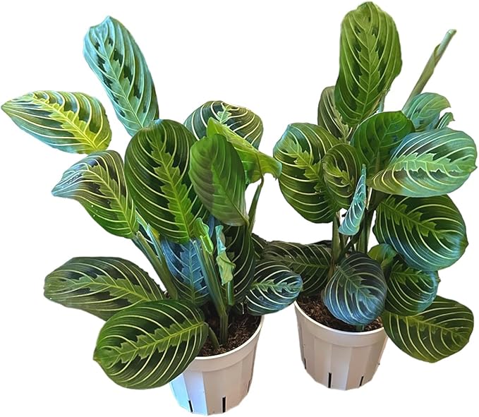 Live Plant, 2 Lemon Lime Maranta Prayer Plant, Pet Friendly, Air Purifying Plant, Easy Care, Easy Grow, Live Indoor Plant, Houseplant, Rare Indoor Plant, Home Décor 4 inch Pot by Hopewind Plants Shop