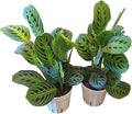 Live Plant, 2 Lemon Lime Maranta Prayer Plant, Pet Friendly, Air Purifying Plant, Easy Care, Easy Grow, Live Indoor Plant, Houseplant, Rare Indoor Plant, Home Décor 4 inch Pot by Hopewind Plants Shop