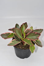 Live 6 Inch Peperomia Growers Choice 3-Pack in Nursery Grower Pot | Easy-Care Indoor Houseplant for Home and Office Decor | Air-Purifying Plant Gift