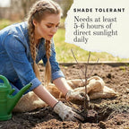 3 Black Currant Plants Live Seedlings | Edible Berry Bushes | Cold Hardy Fruit Shrubs | Outdoor Garden Planting | Backyard Landscaping (3 Seedlings)