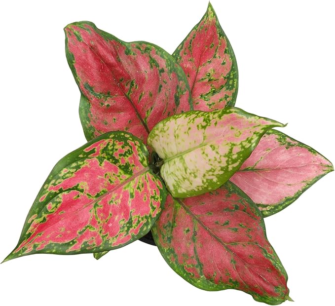 Beauty Aglaonema Chinese Evergreen Live Plant, Variegated Plant Exotic House Plants Live Tropical Plants, Rare House Plants Indoors Live Plants Indoor Plants Live Houseplants by Plants for Pets
