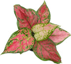 Beauty Aglaonema Chinese Evergreen Live Plant, Variegated Plant Exotic House Plants Live Tropical Plants, Rare House Plants Indoors Live Plants Indoor Plants Live Houseplants by Plants for Pets